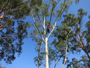 Gold Coast Tree Lopper