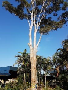 Tree lopping Brisbane