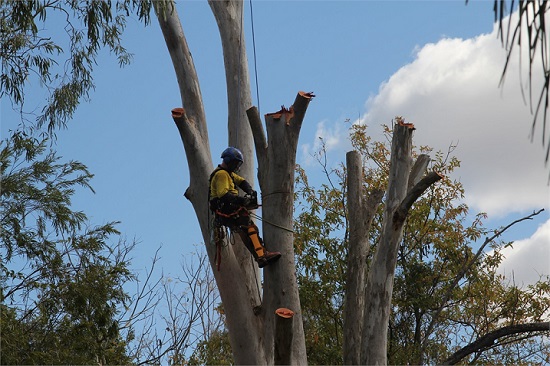 Tree lopping Gold Coast