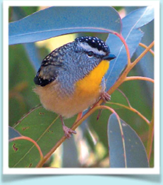 Bluebird- Aussie Tree Care