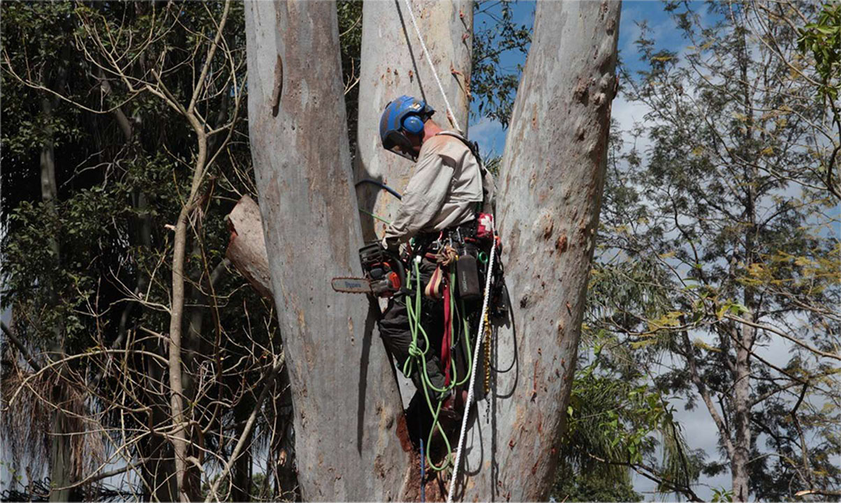 Luke up a tree - Aussie Tree Care
