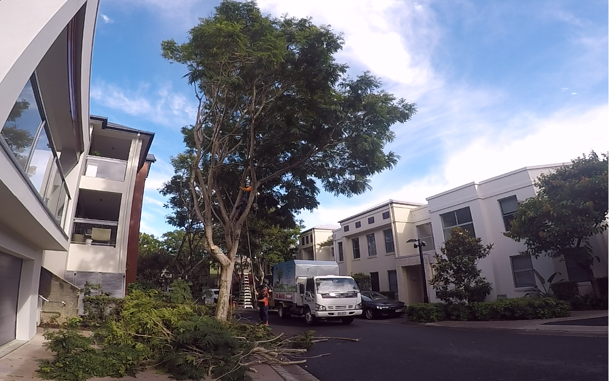After tree pruning Gold Coast
